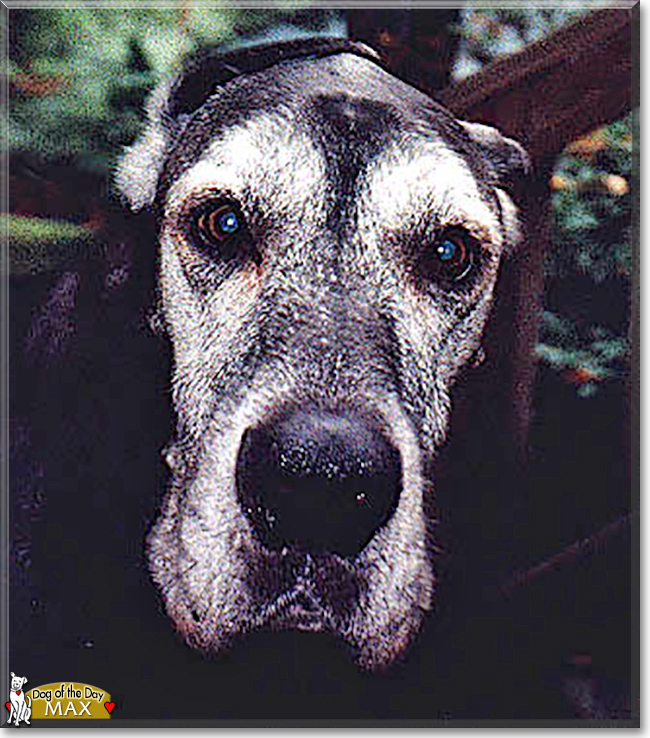 Max the Great Dane, the Dog of the Day