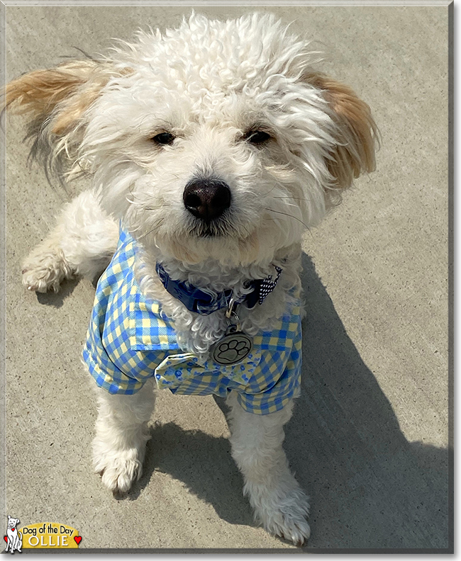 Ollie the Maltese, Poodle mix, the Dog of the Day