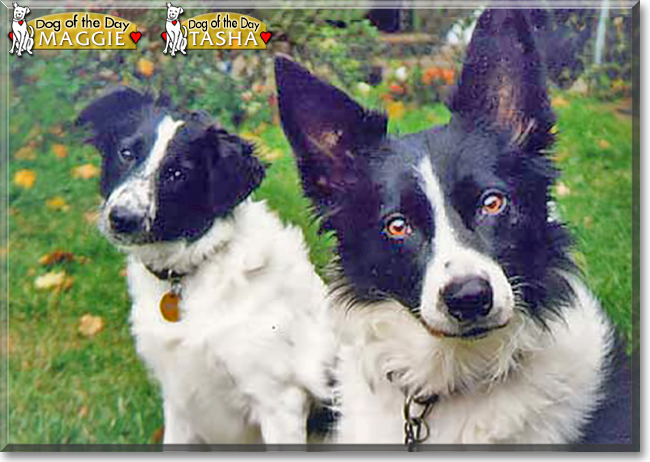 Maggie and Tasha the Border Collies, the Dog of the Day