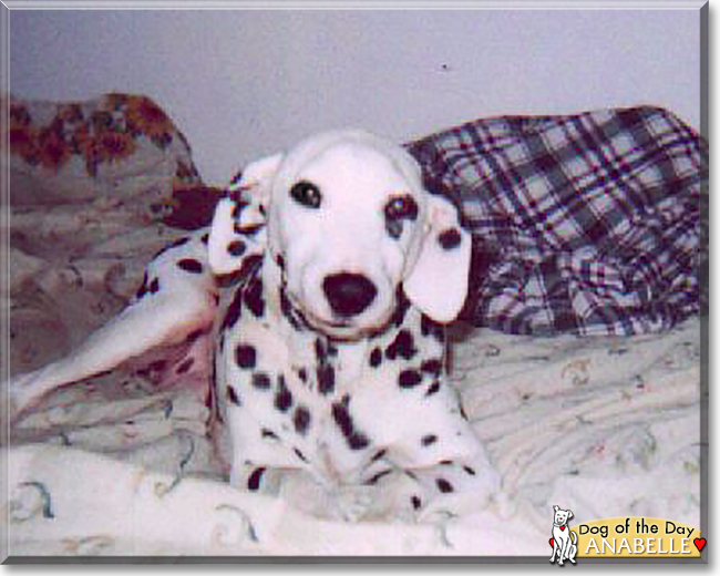 Anabelle the Dalmatian, the Dog of the Day
