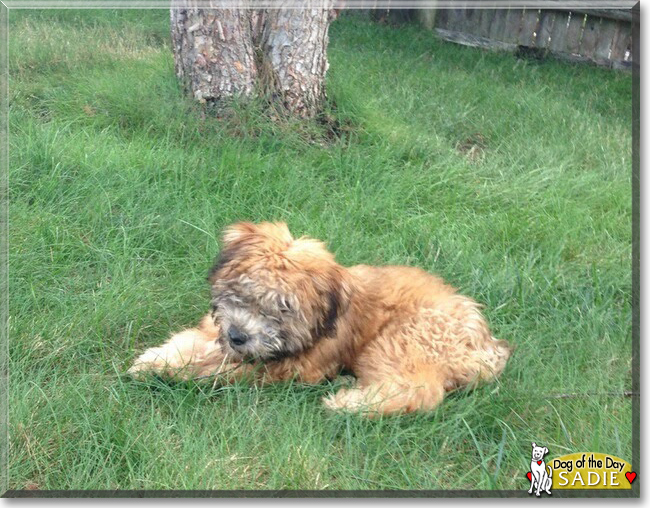 Sadie the Wheaten Terrier, the Dog of the Day