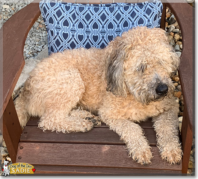 Sadie the Wheaten Terrier, the Dog of the Day