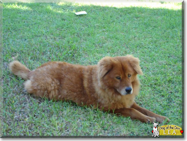 Lea the Chow Chow, Golden Retriever mix, the Dog of the Day