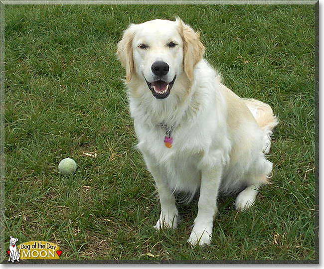 Moon the Golden Retriever, the Dog of the Day