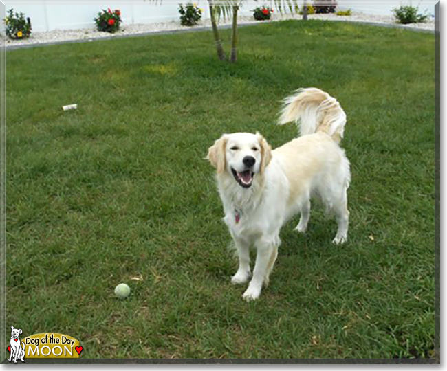 Moon the Golden Retriever, the Dog of the Day