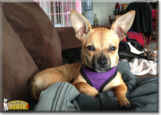 Pixie the Chihuahua, the Dog of the Day