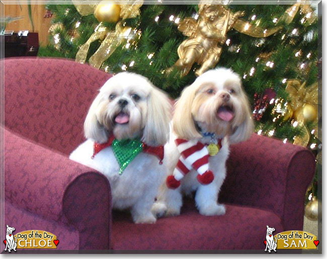 Sam and Chloe the Shih-Tzus, the Dog of the Day