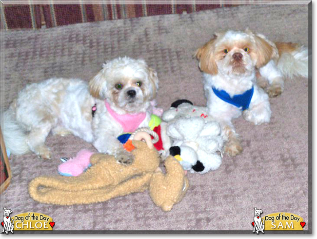 Sam and Chloe the Shih-Tzus, the Dog of the Day