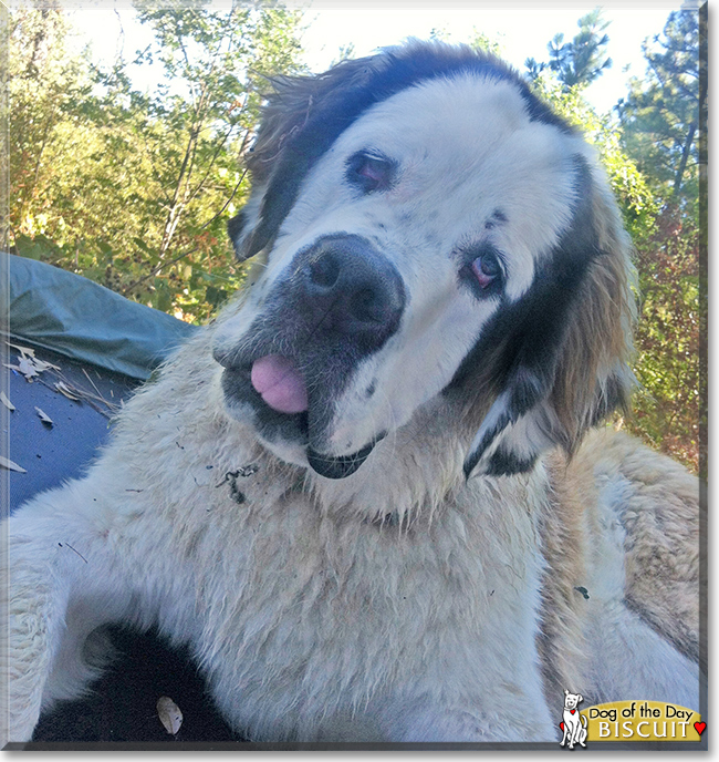 Biscuit the Saint Bernard, the Dog of the Day