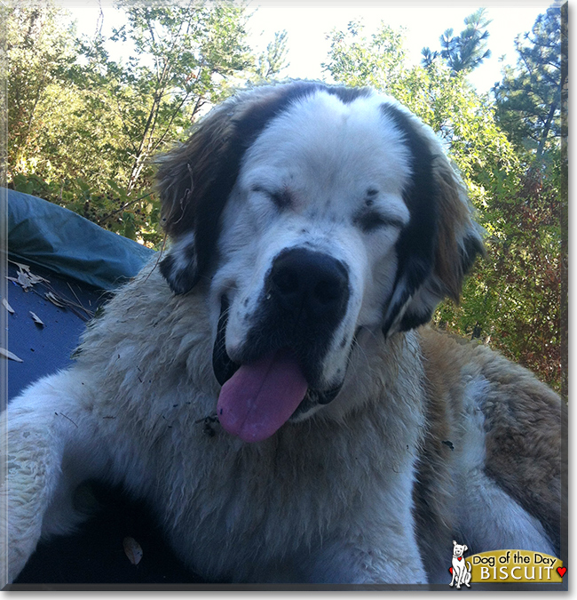Biscuit the Saint Bernard, the Dog of the Day