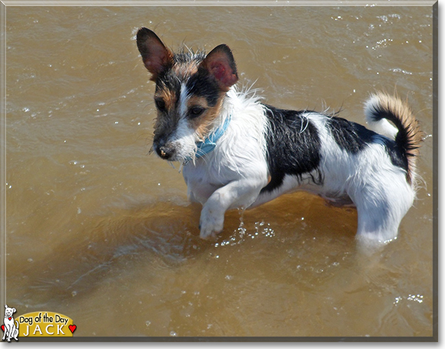 Jack the Jack Russell Terrier, the Dog of the Day