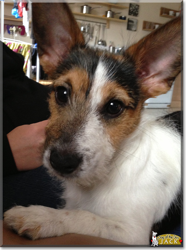 Jack the Jack Russell Terrier, the Dog of the Day