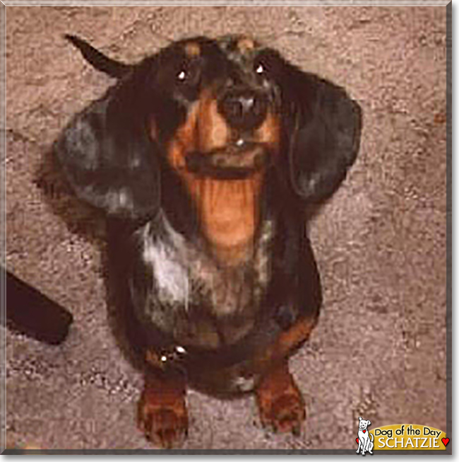 Schautzie the Dachshund, the Dog of the Day