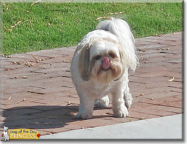 Princess the Shih Tzu, the Dog of the Day