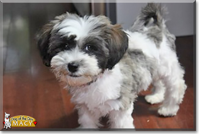 Macy the Bichon Frise, Lhasa Apso mix, the Dog of the Day