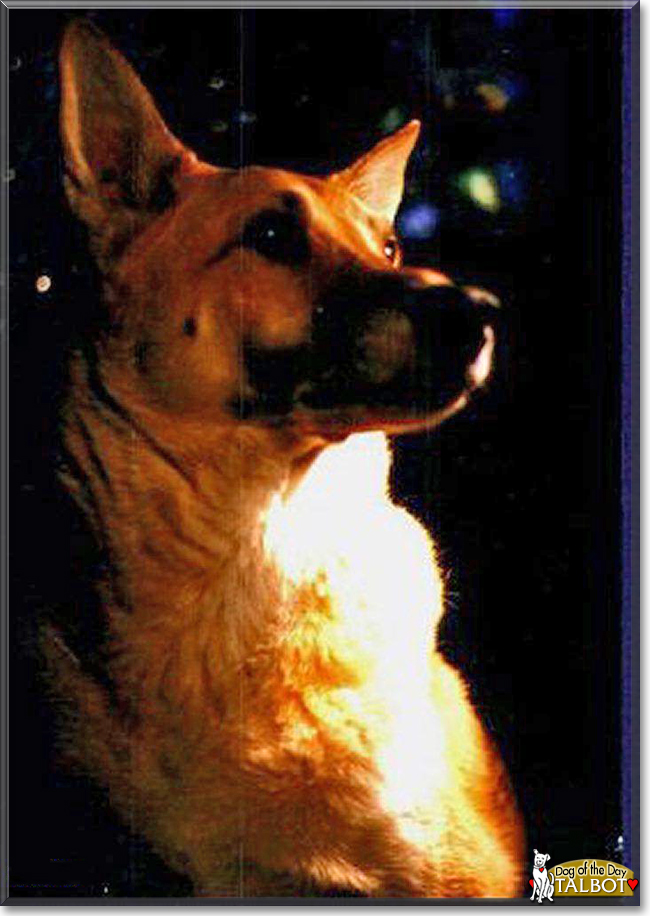 Talbot the German Shepherd, Siberian Husky, the Dog of the Day