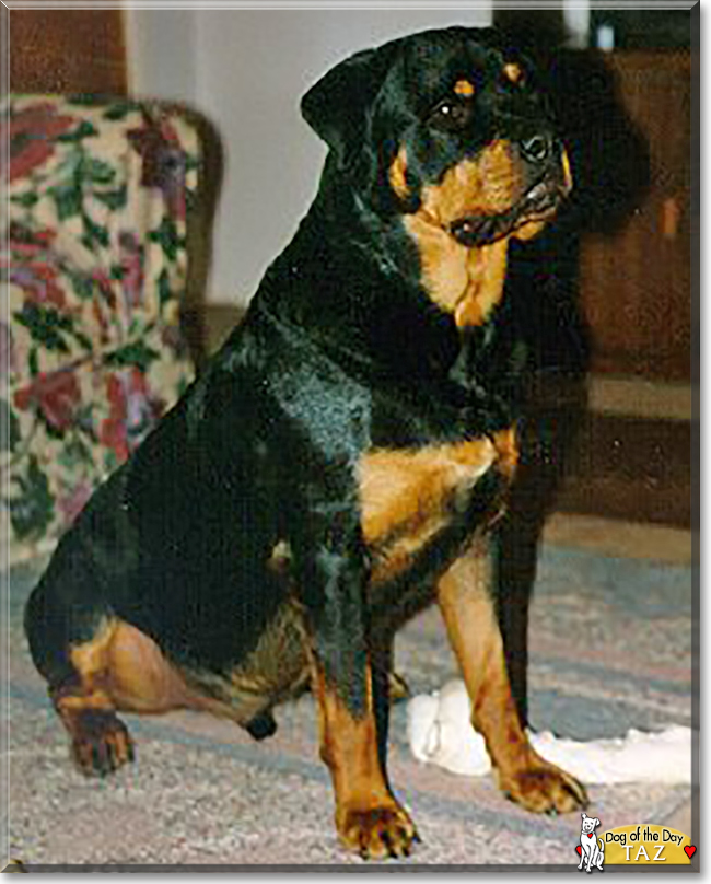Taz the Rottweiler, the Dog of the Day