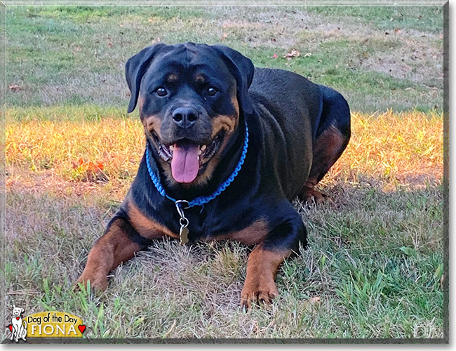 Fifi the Rottweiler, the Dog of the Day