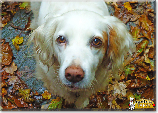 Taffy the English Setter, the Dog of the Day