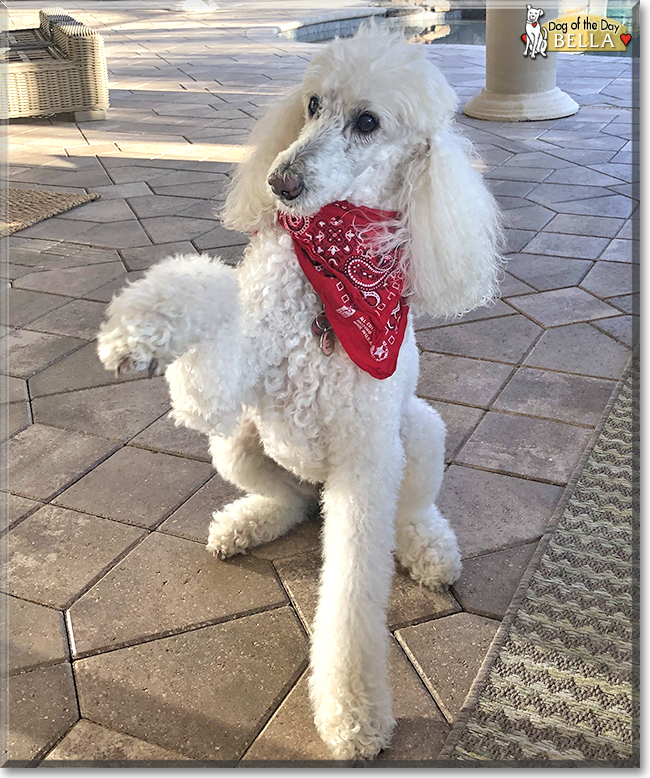 Bella the Standard Poodle, the Dog of the Day