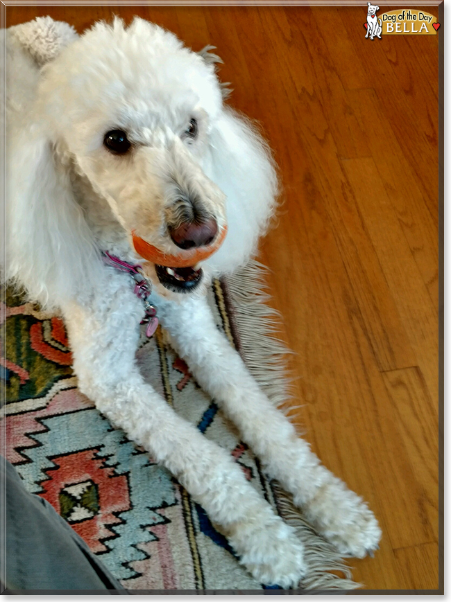 Bella the Standard Poodle, the Dog of the Day