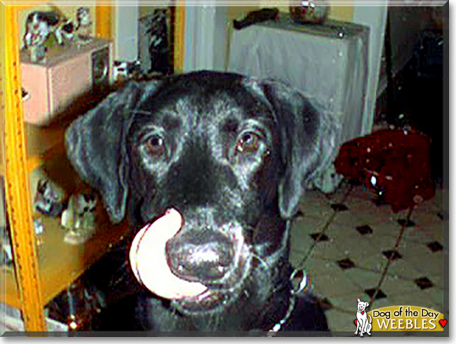 Weeble the Labrador Retriever, the Dog of the Day
