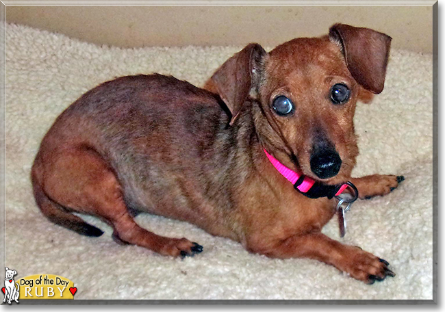Ruby the Miniature Dachshund, the Dog of the Day
