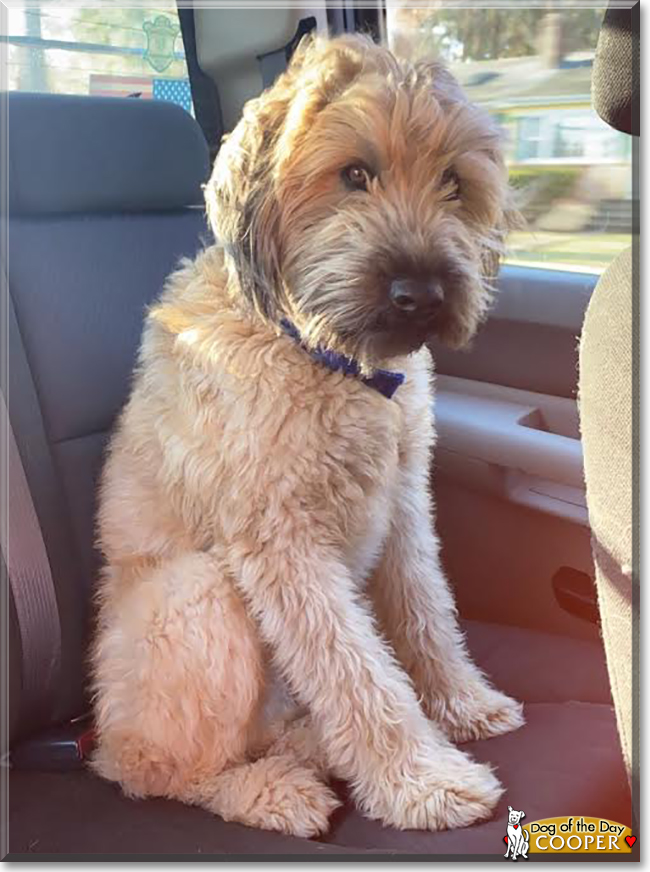 Cooper the Wheaten Terrier, the Dog of the Day