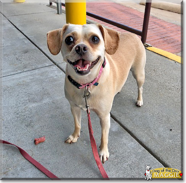Maggie the Dachshund, Chihuahua, Pekinese mix, the Dog of the Day