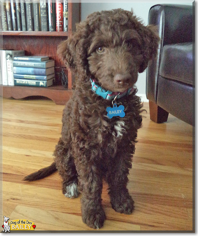 Bailey the Australian Labradoodle, the Dog of the Day