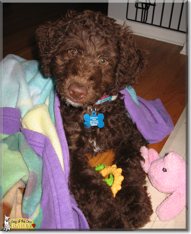Bailey the Australian Labradoodle, the Dog of the Day
