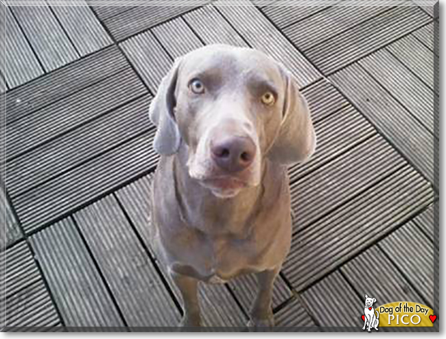 Pico the Weimaraner, the Dog of the Day