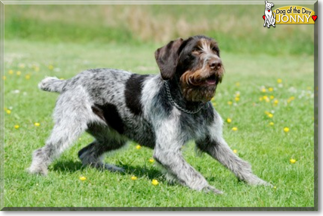 Jonny the German Wirehaired Pointer, the Dog of the Day