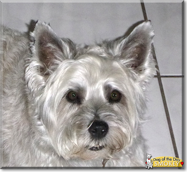 Smokey the Cairn Terrier, the Dog of the Day