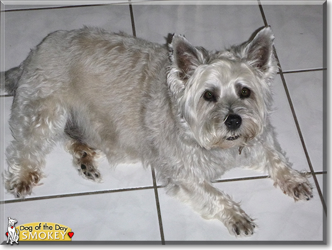 Smokey the Cairn Terrier, the Dog of the Day