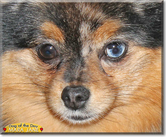 Mara Jade the Pomeranian, the Dog of the Day