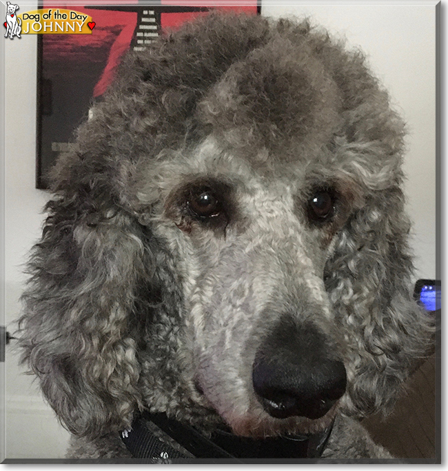 Johnny the Standard Poodle, the Dog of the Day
