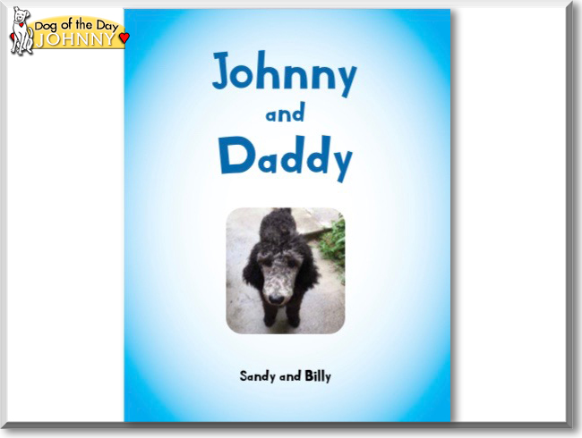 Johnny the Standard Poodle, the Dog of the Day