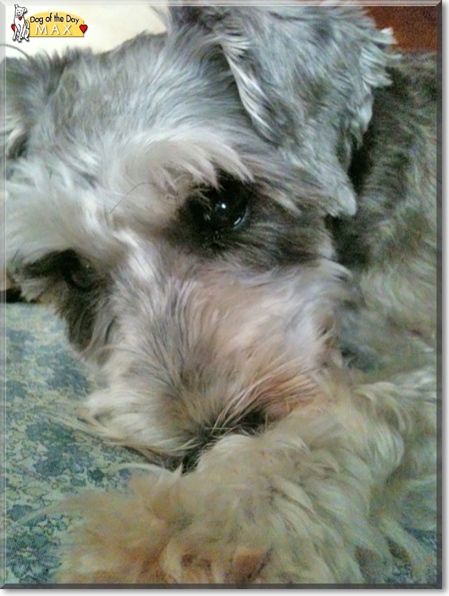 Max the Miniature Schnauzer, the Dog of the Day