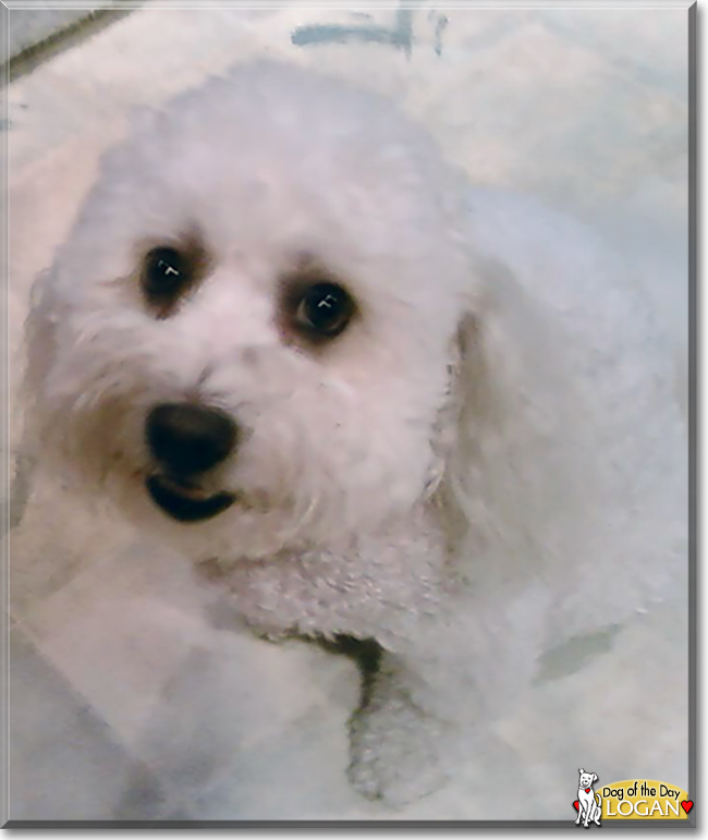 Logan the Bichon Frise, the Dog of the Day