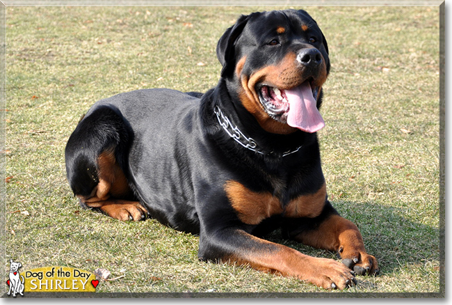 Shirley the Rottweiler, the Dog of the Day