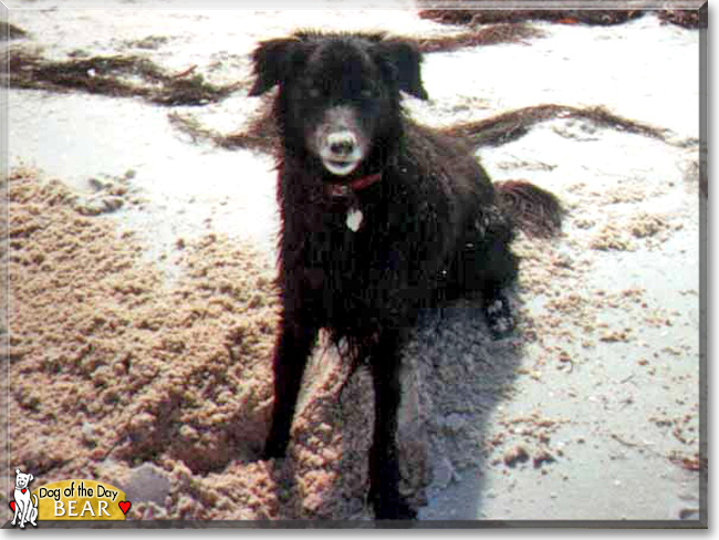 Bear the Border Collie mix, the Dog of the Day