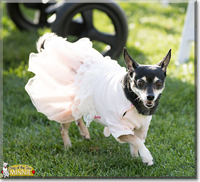 Minnie the Miniature Pinscher, Chihuahua mix, the Dog of the Day