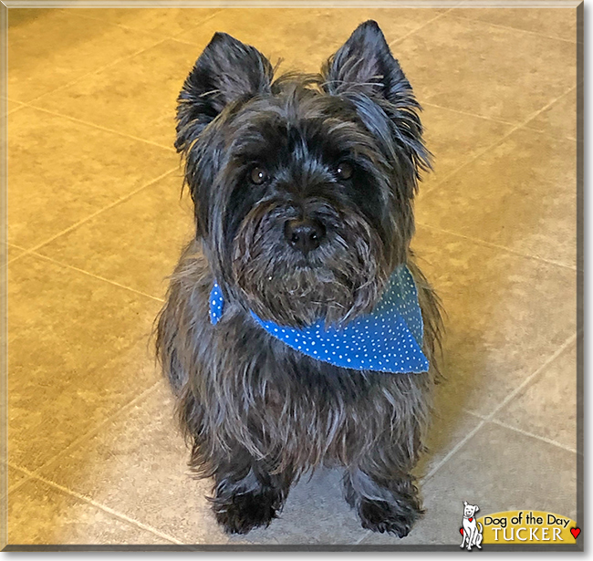 Tucker the Cairn Terrier, the Dog of the Day