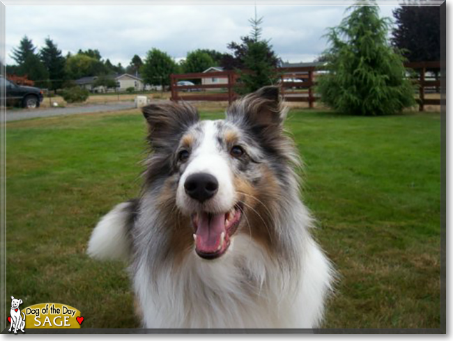 Sage the Shetland Sheepdog, the Dog of the Day