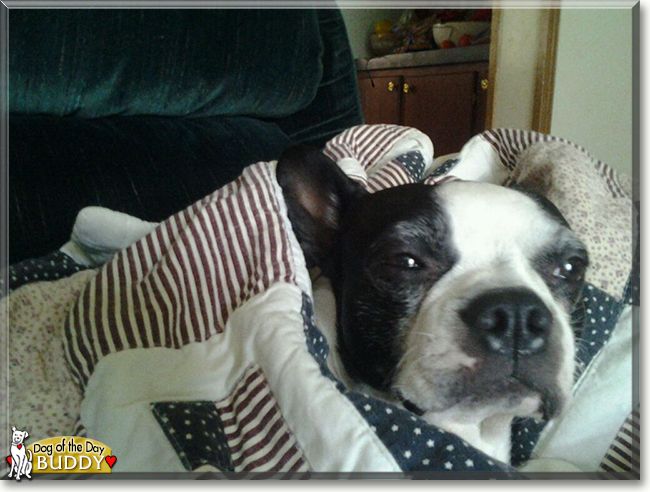 Buddy the Boston Terrier, the Dog of the Day