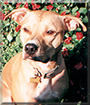 Wrigley the American Pitbull Terrier