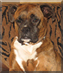Tiger Lilly the Boxer