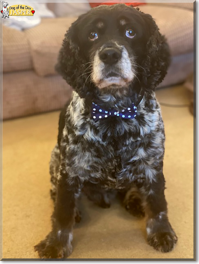 Jasper the Cocker Spaniel mix, the Dog of the Day