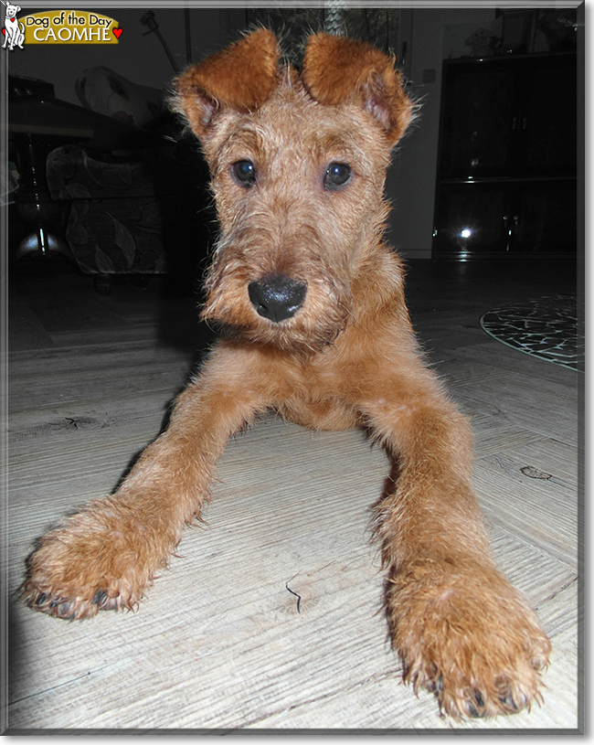Caoimhe the Irish Terrier, the Dog of the Day